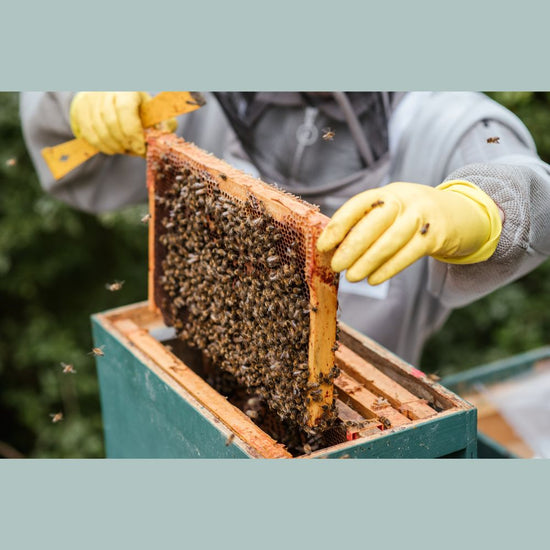 Bee Nucs For Sale Ontario