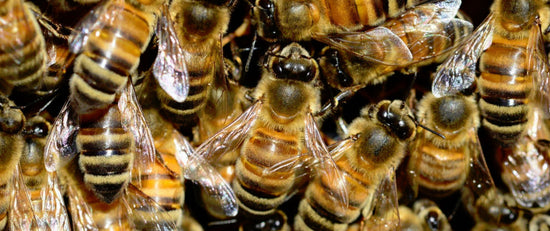 Why are honey bees dying?