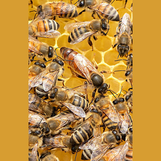 Queen Bees For Sale Canada