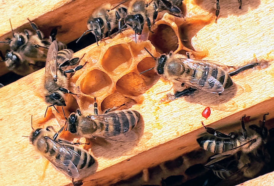 Why are Honey Bees Dying?