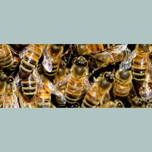 Honey Bee Packages