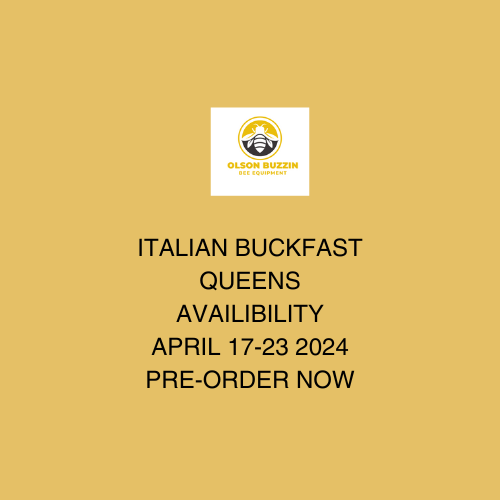 Italian Buckfast Queens