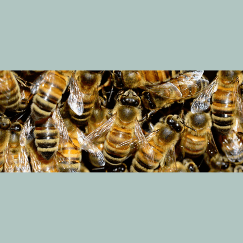 Bee Extraction Service & Removals