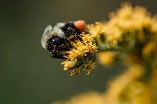 Honey Bee Gathering Pollen