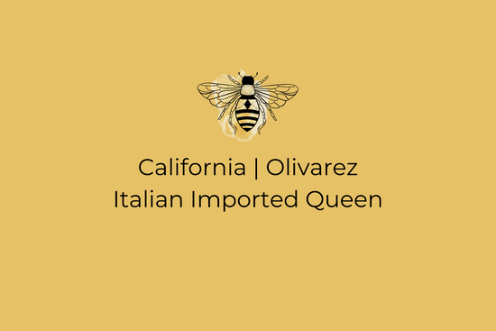 California Imported Queen | Olivarez | Italian